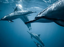 英雄联盟积分排名-媒曝莱科来华或带上布鲁日快马 上港柏林对其有意